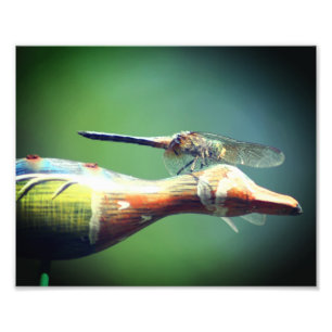 Dragonfly Co Pilot Insect 8x10 Photo Print