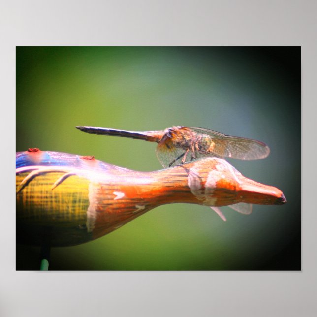 Dragonfly Co Pilot Insect  Poster (Front)