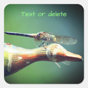 Dragonfly Co Pilot Personalised Nature Square Sticker