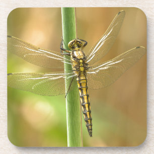 Dragonfly Coaster