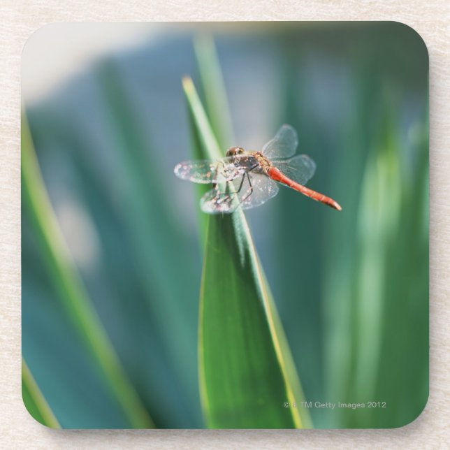 Dragonfly Coaster (Front)
