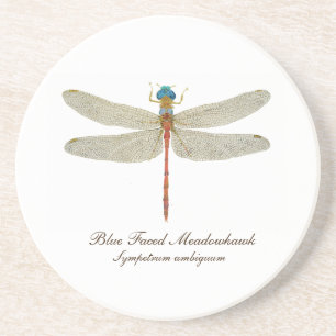 Dragonfly Coaster