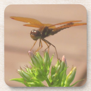 Dragonfly Coaster