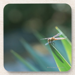 Dragonfly Coaster