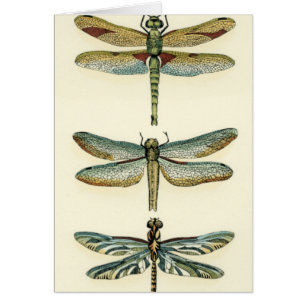 Dragonfly Collection by Chariklia Zarris