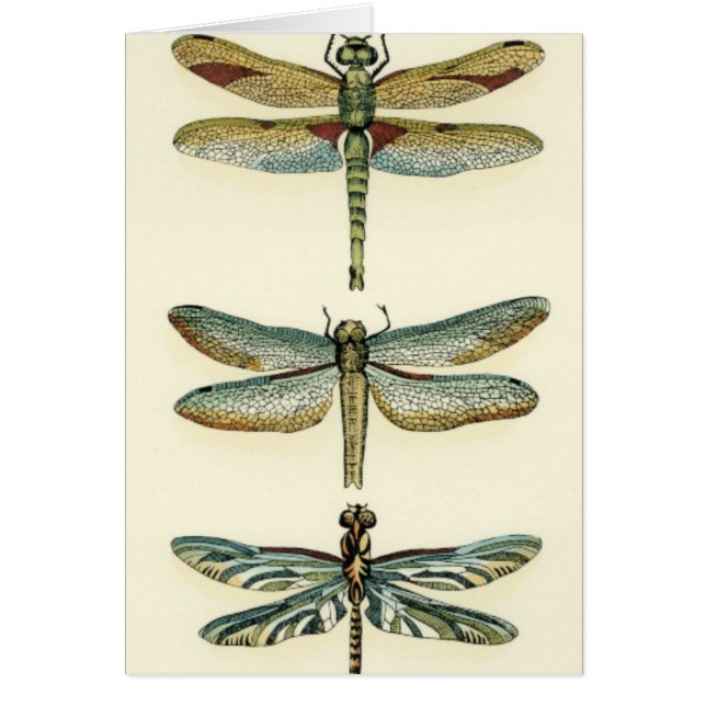 Dragonfly Collection by Chariklia Zarris (Front)
