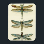 Dragonfly Collection by Chariklia Zarris Magnet<br><div class="desc">A dragonfly collection worthy of any curious nature buff,  this is a stunning piece by Chariklia Zarris. Put it on your wall or give it as a gift!</div>