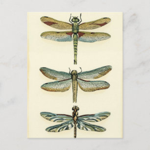 Dragonfly Collection by Chariklia Zarris Postcard