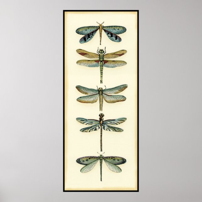 Dragonfly Collection by Chariklia Zarris Poster (Front)