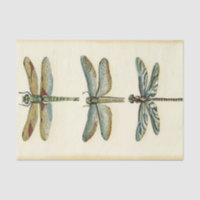 Dragonfly Collection by Chariklia Zarris