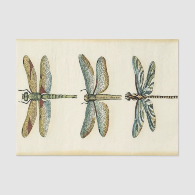 Dragonfly Collection by Chariklia Zarris Tissue Paper (Front)