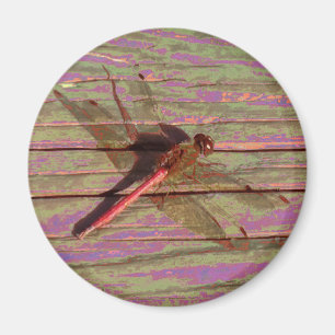 Dragonfly Colourful Magnet
