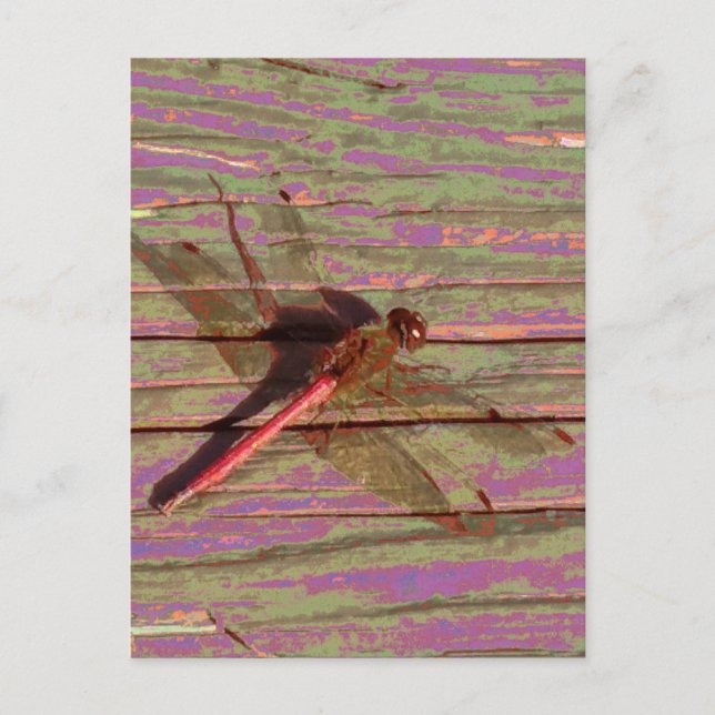 Dragonfly Colourful Postcard (Front)