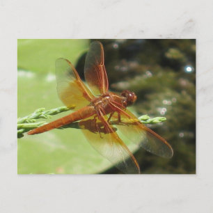 Dragonfly Dreams Postcard