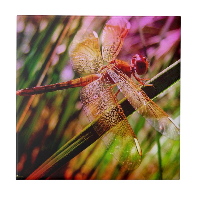 DRAGONFLY GOLDEN HARMONY 2.jpg Tile (Front)