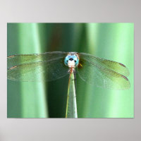 Dragonfly Hello 