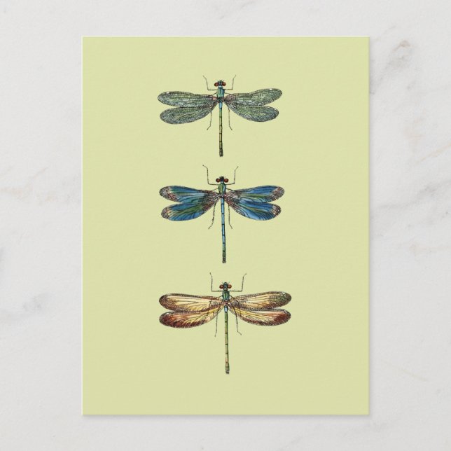 Dragonfly Illustrations Postcard (Front)