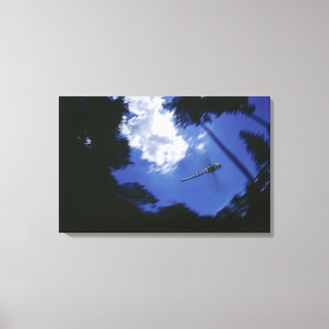 Dragonfly in flight, flapping wings canvas print (Front)