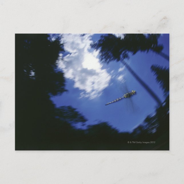 Dragonfly in flight, flapping wings postcard (Front)