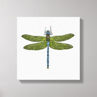 Dragonfly insect close up vibrant colours