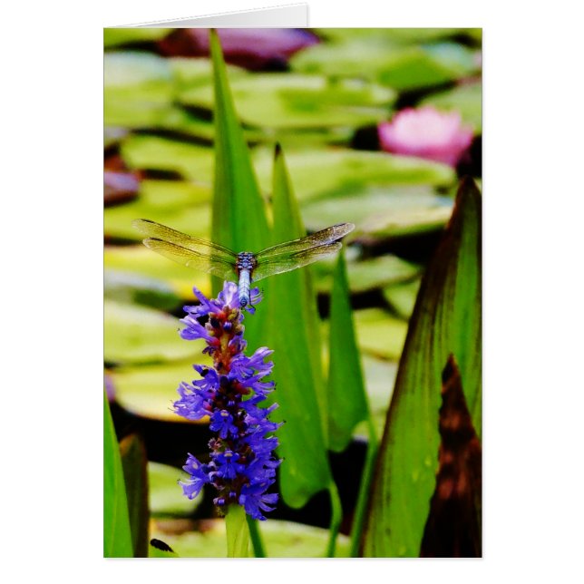 Dragonfly lotus and purple flower (Front)