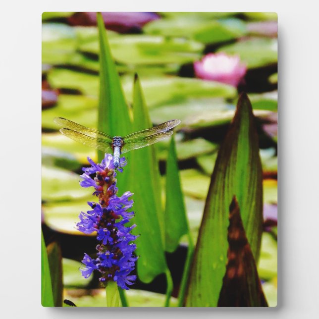 Dragonfly lotus and purple flower plaque (Front)