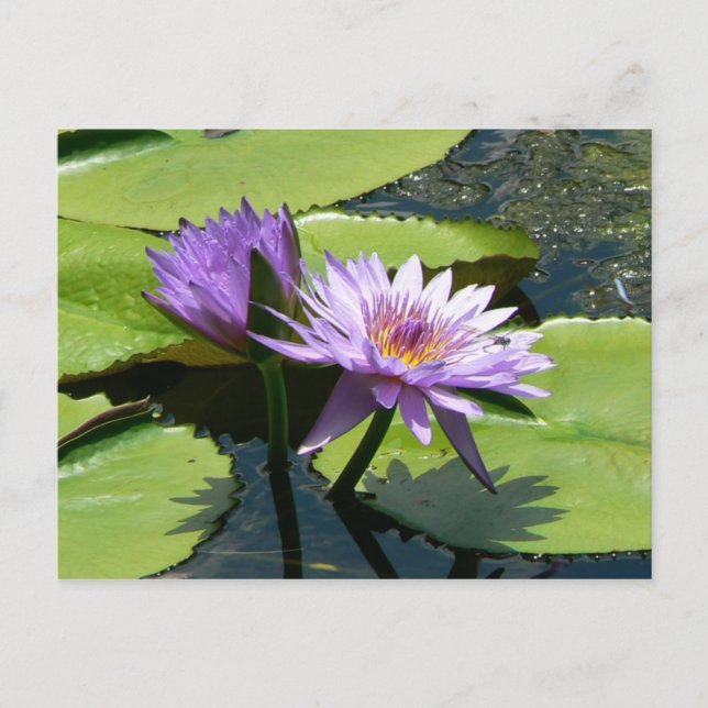 Dragonfly Lotus Postcard (Front)