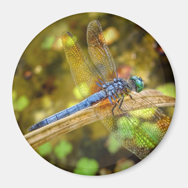 Dragonfly Magnet (Front)