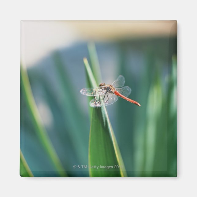 Dragonfly Magnet (Front)