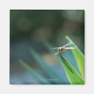 Dragonfly Magnet