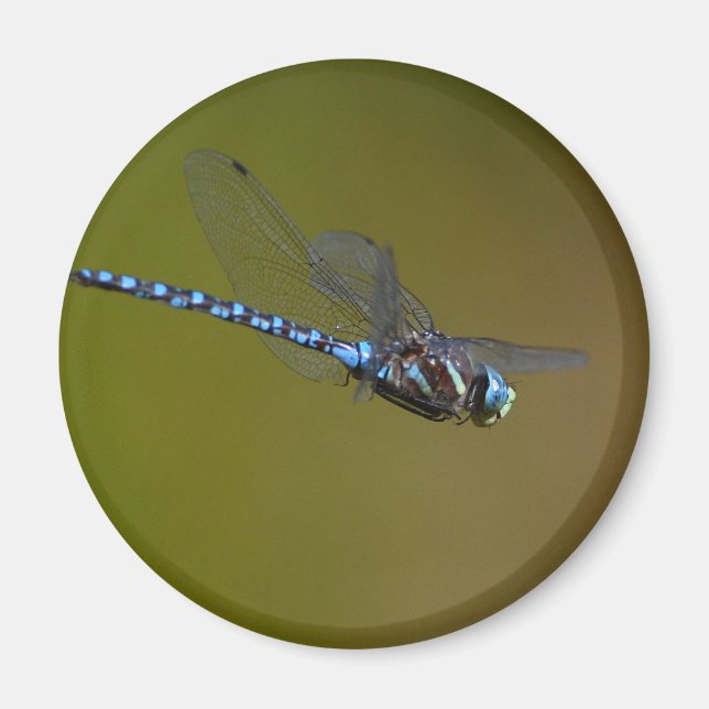dragonfly magnet (Front)