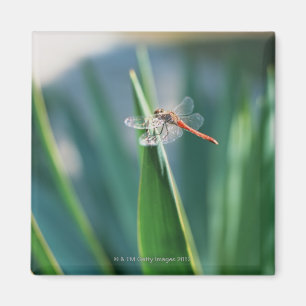 Dragonfly Magnet