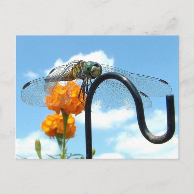 Dragonfly Marigold Sky Photo Postcard (Front)