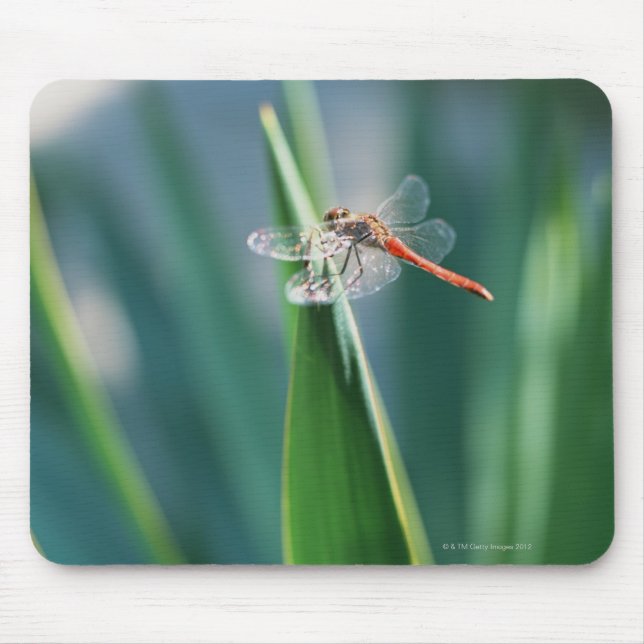 Dragonfly Mouse Mat (Front)