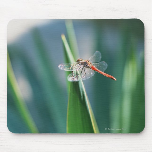 Dragonfly Mouse Mat (Front)