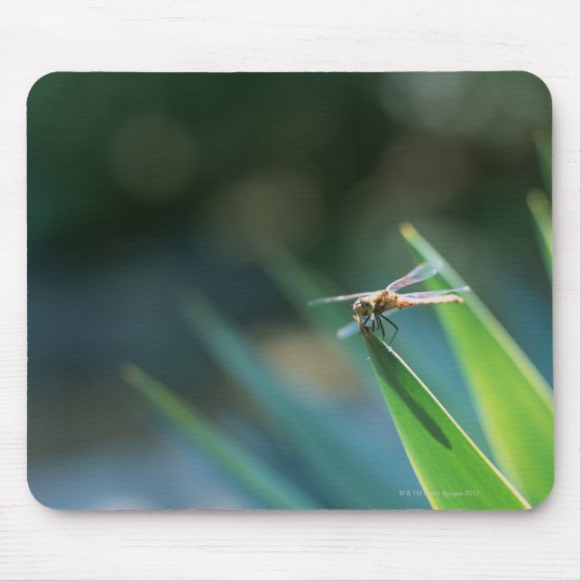 Dragonfly Mouse Mat (Front)