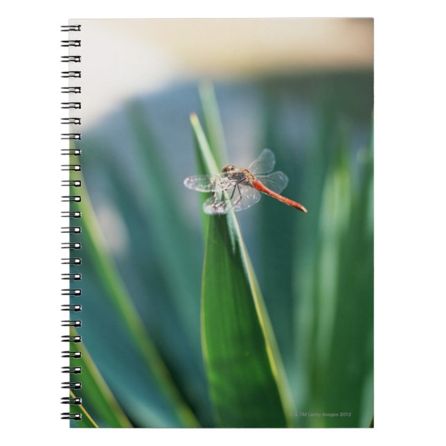 Dragonfly Notebook (Front)