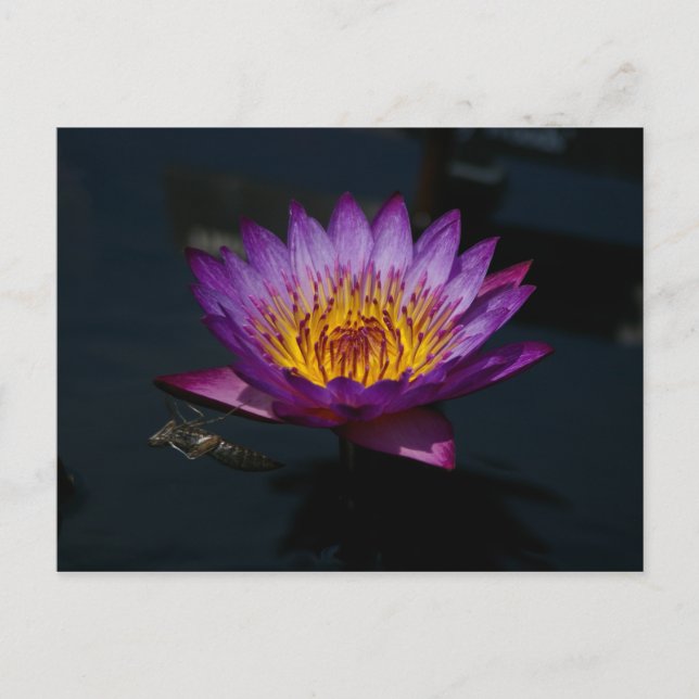 Dragonfly Nymph Lotus Postcard (Front)