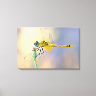Dragonfly of several colours canvas print