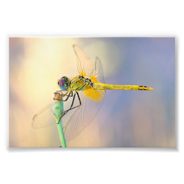 Dragonfly of Several Colours Photo Print (Front)
