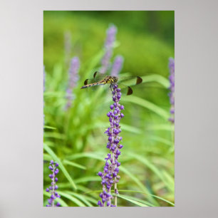 Dragonfly On A Flower Poster