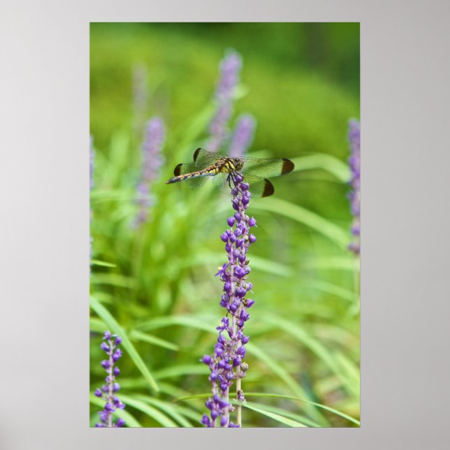 Dragonfly On A Flower Poster (Front)