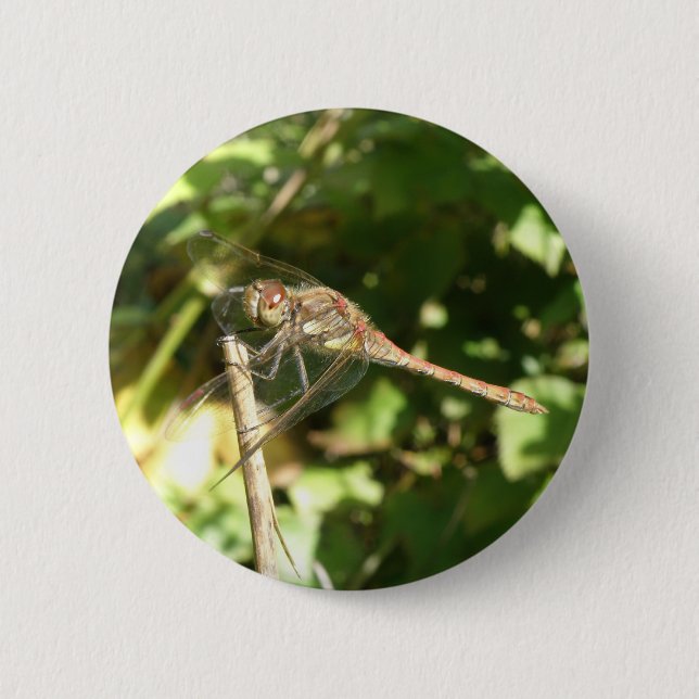 Dragonfly on a Twig Button (Front)