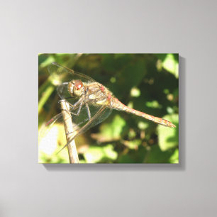 Dragonfly on a Twig Canvas Print