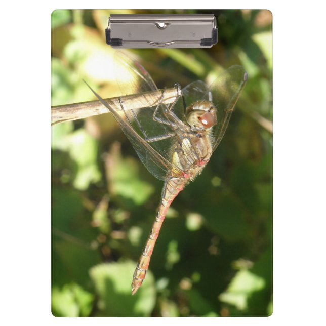Dragonfly on a Twig Clipboard (Front)