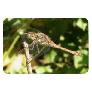 Dragonfly on a Twig Flexi Magnet