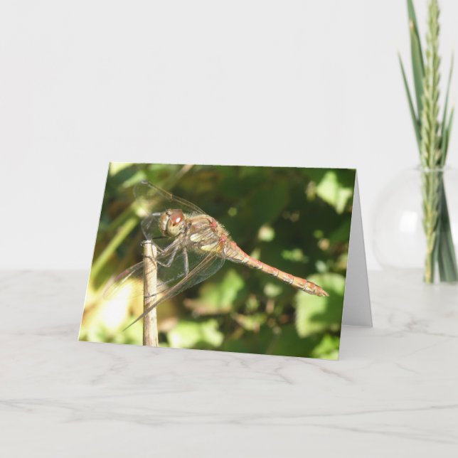 Dragonfly on a Twig Greeting Card (Front)