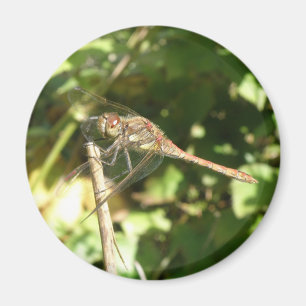 Dragonfly on a Twig Magnet