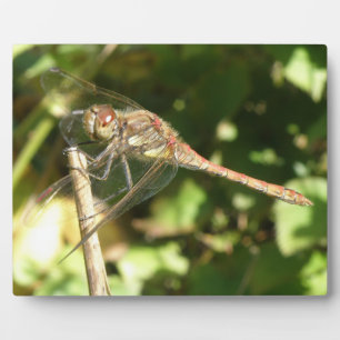 Dragonfly on a Twig Plaque