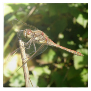 Dragonfly on a Twig Tile